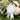 18 - Years Birthday Award Rosette Stars – Santex – Awards – Party Plush