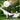 Mrs Large Balloon White Gold – Partydeco – Balloons – Party Plush