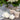 Artificial Roses White – Santex – Floral Decorations – Party Plush