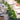 Ivy Decoration – Santex – Floral Decorations – Party Plush
